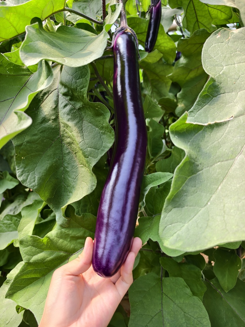 云南无籽紫长茄
