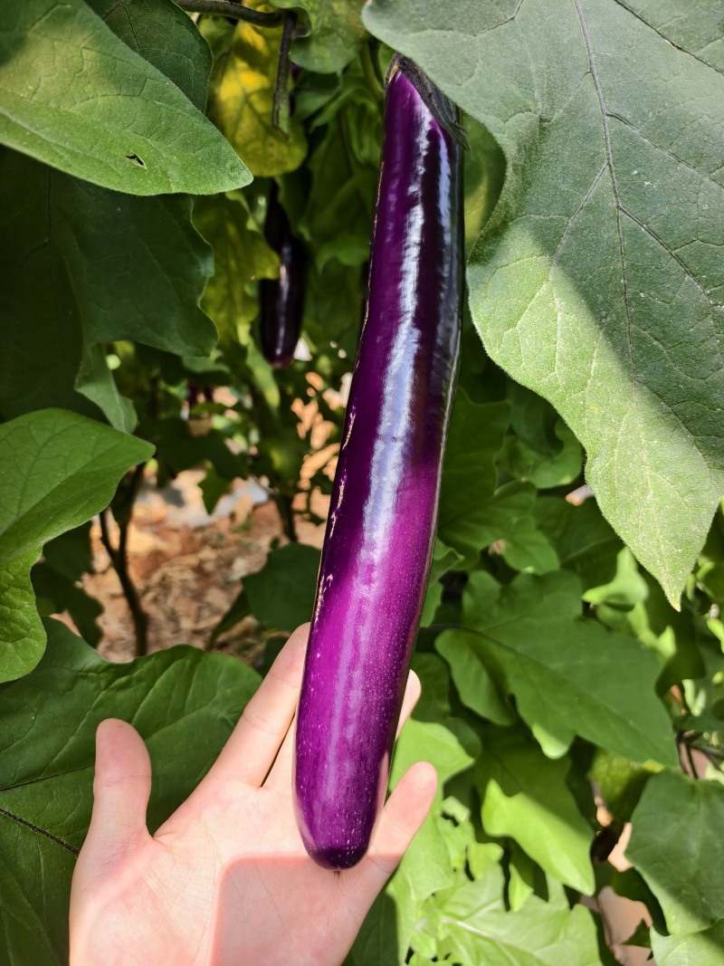 云南无籽紫长茄