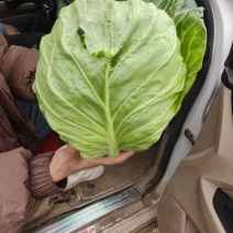 饶阳甘蓝
