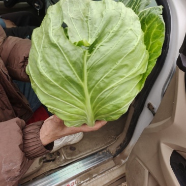 饶阳甘蓝