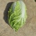 黄心大白菜