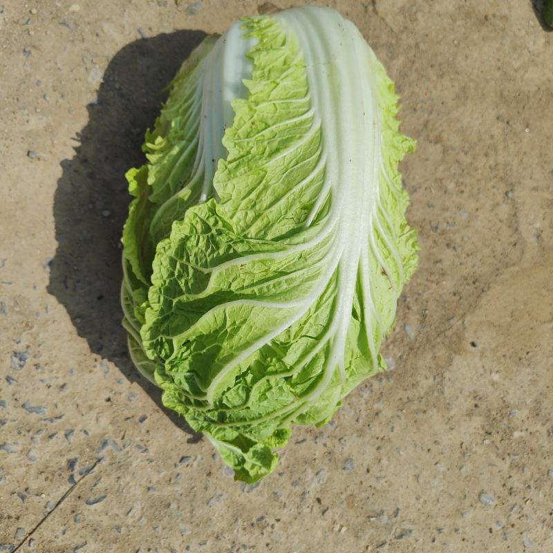 黄心大白菜