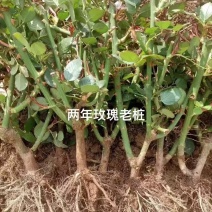云南昆明玫瑰老桩育苗基地直发包运输包成活率全国发货