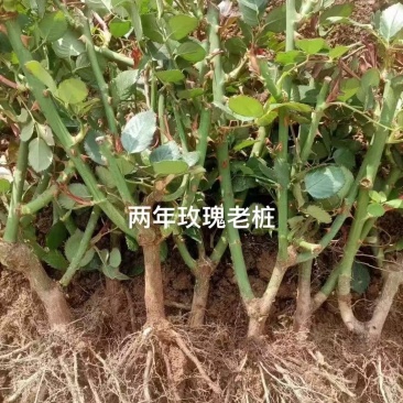 云南昆明玫瑰老桩育苗基地直发包运输包成活率全国发货