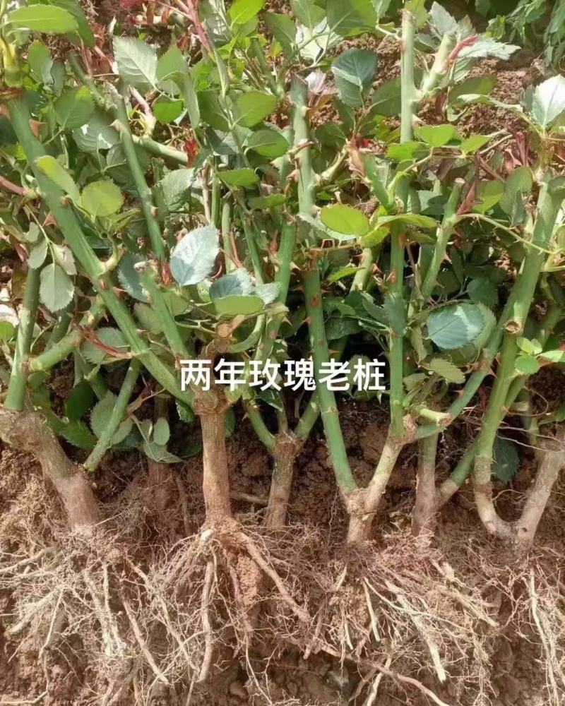 云南昆明玫瑰老桩育苗基地直发包运输包成活率全国发货