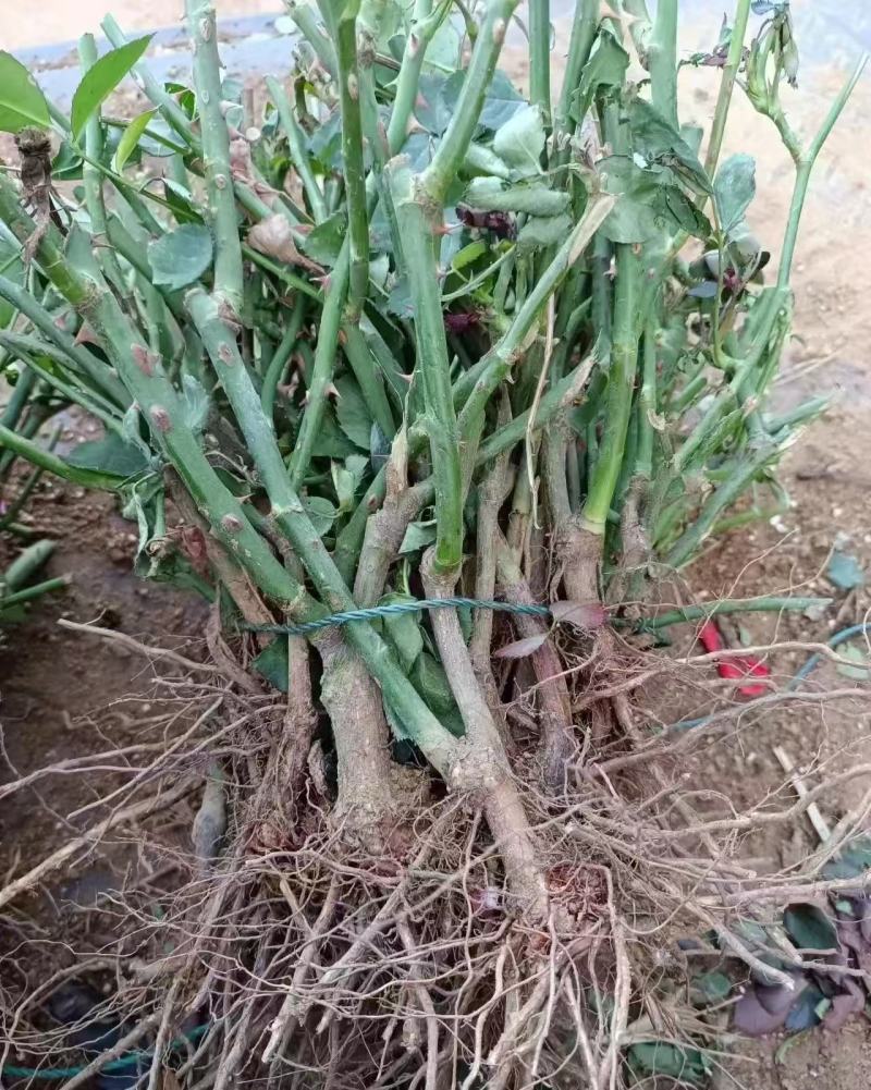 云南昆明玫瑰老桩育苗基地直发包运输包成活率全国发货