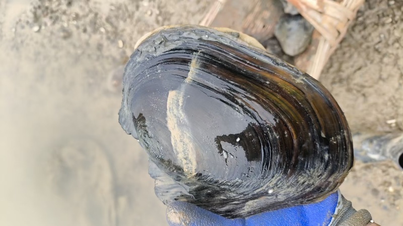 湖北天门河蚌，河水直接打捞，**货源，全国发货，鲜活量大