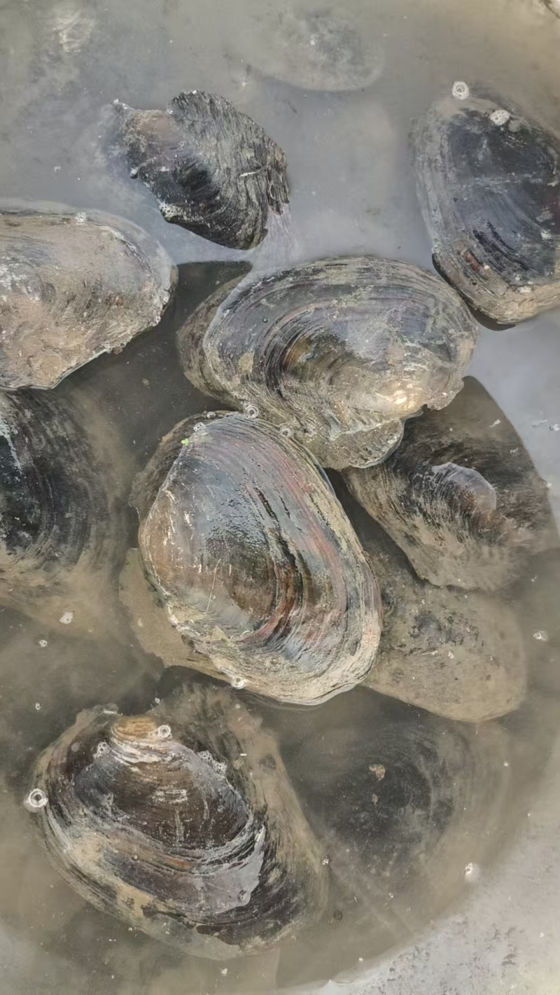 湖北天门河蚌，河水直接打捞，**货源，全国发货，鲜活量大