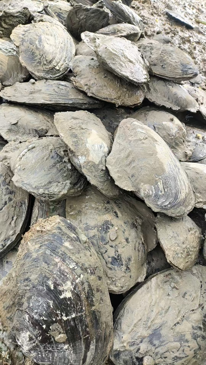 湖北天门河蚌，河水直接打捞，**货源，全国发货，鲜活量大