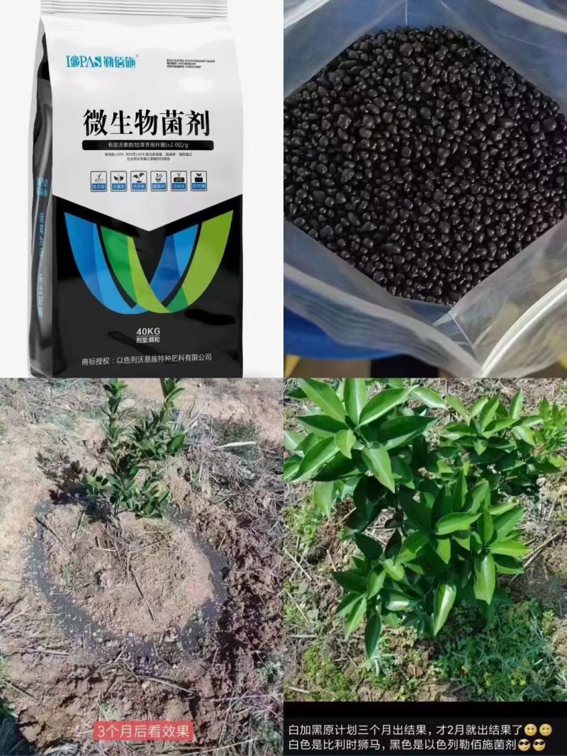 颗粒微生物菌剂2亿