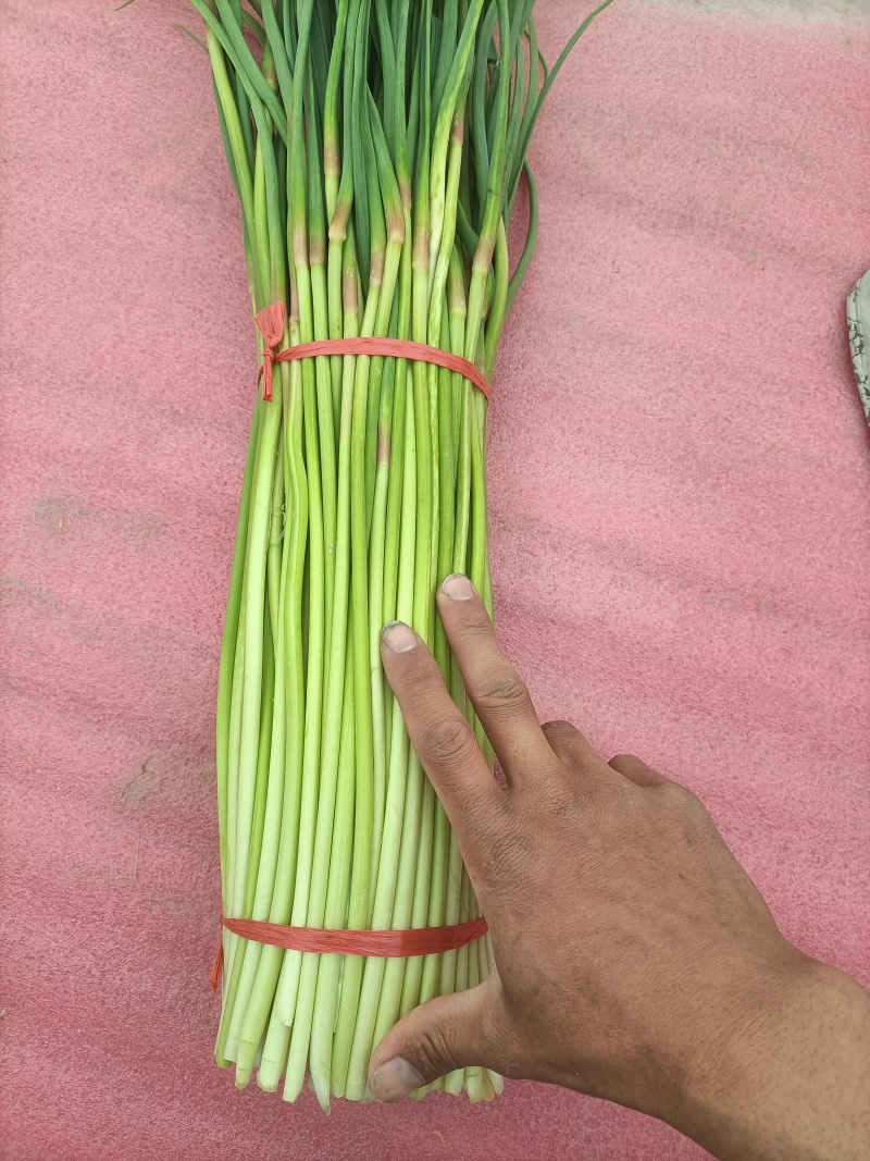 新鲜红帽蒜薹