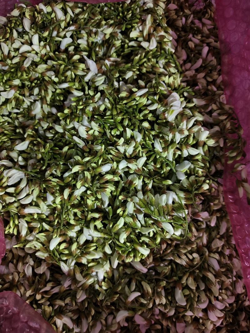 新鲜采摘花骨朵