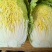 黄心大白菜