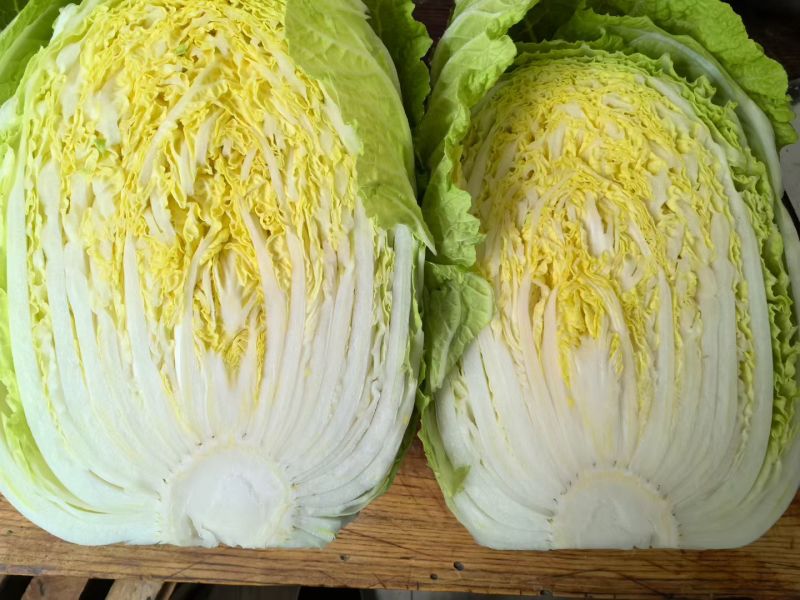 黄心大白菜