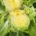 黄心大白菜