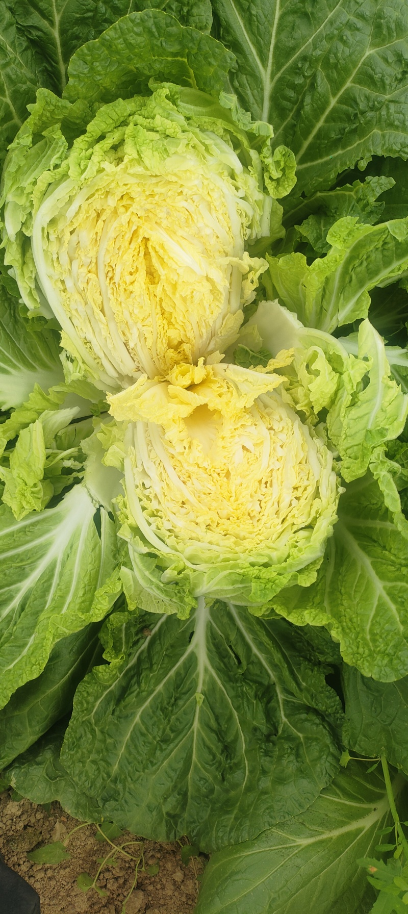 黄心大白菜