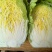 黄心大白菜