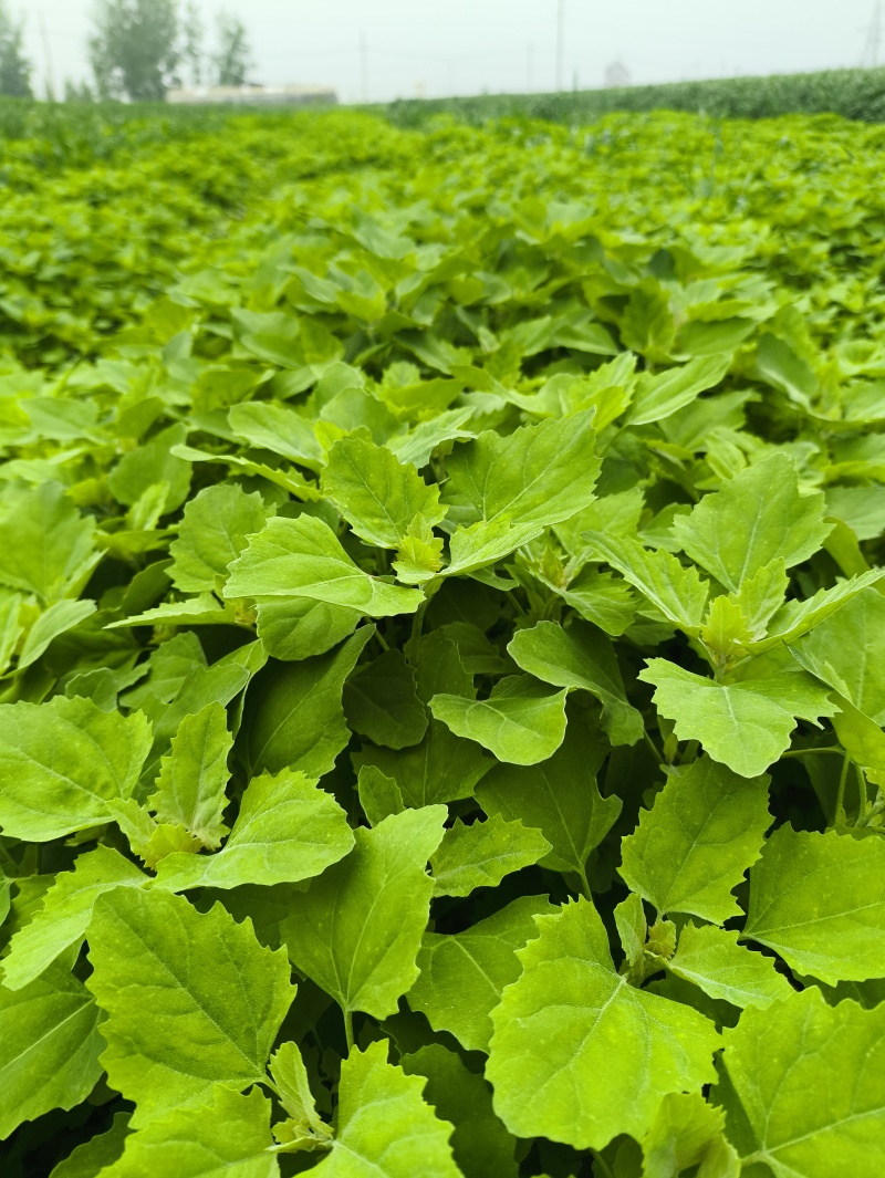 灰灰菜