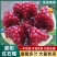 公斤蒙阳红石榴树苗，保证品种，质量，欢迎实地签约合同种植