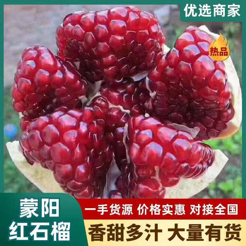 公斤蒙阳红石榴树苗，保证品种，质量，欢迎实地签约合同种植