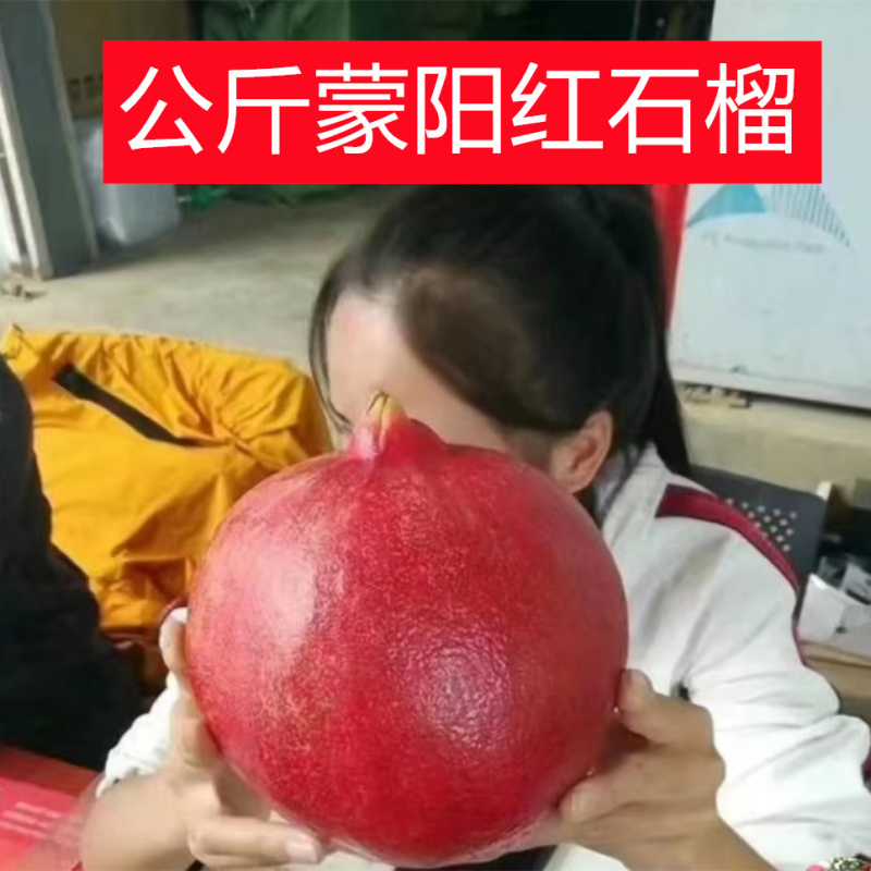 公斤蒙阳红石榴树苗，保证品种，质量，欢迎实地签约合同种植