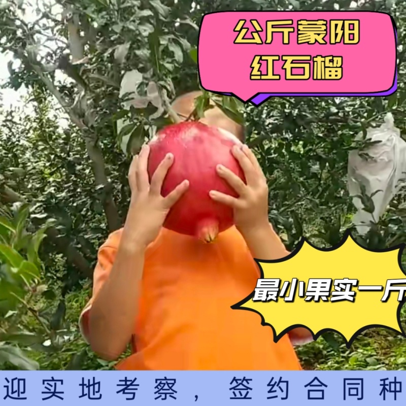 公斤蒙阳红石榴树苗，保证品种，质量，欢迎实地签约合同种植