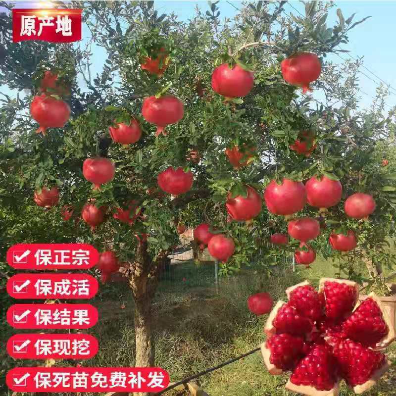公斤蒙阳红石榴树苗，保证品种，质量，欢迎实地签约合同种植