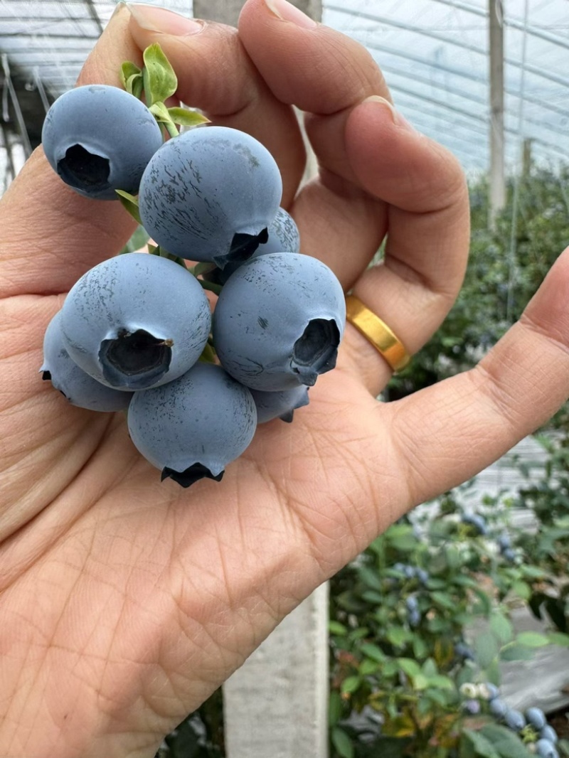蓝莓🫐，产地蓝莓大量供应市场超市