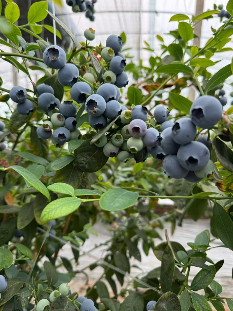 蓝莓🫐，产地蓝莓大量供应市场超市