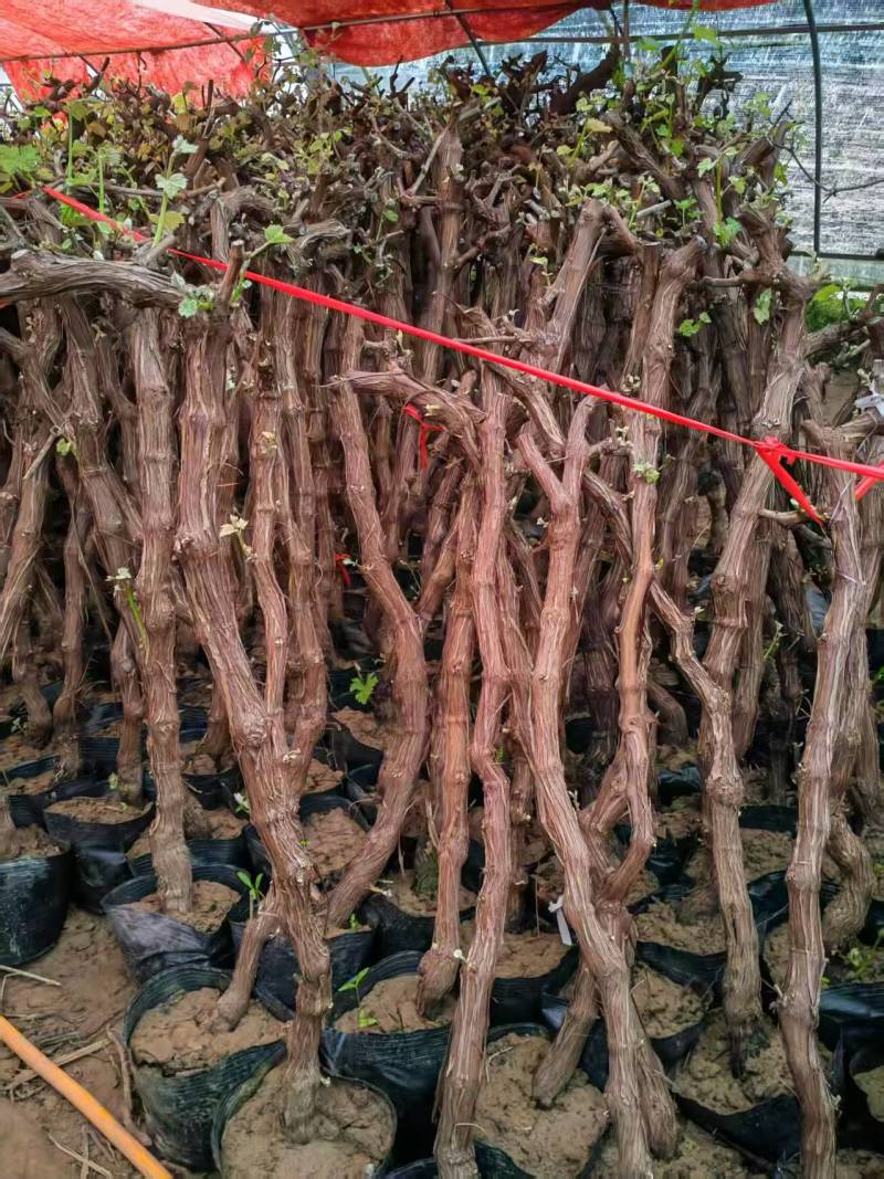 《盆栽葡萄树》河北基地直发保质保量对接全国提供技术指导