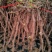 《盆栽葡萄树》河北基地直发保质保量对接全国提供技术指导