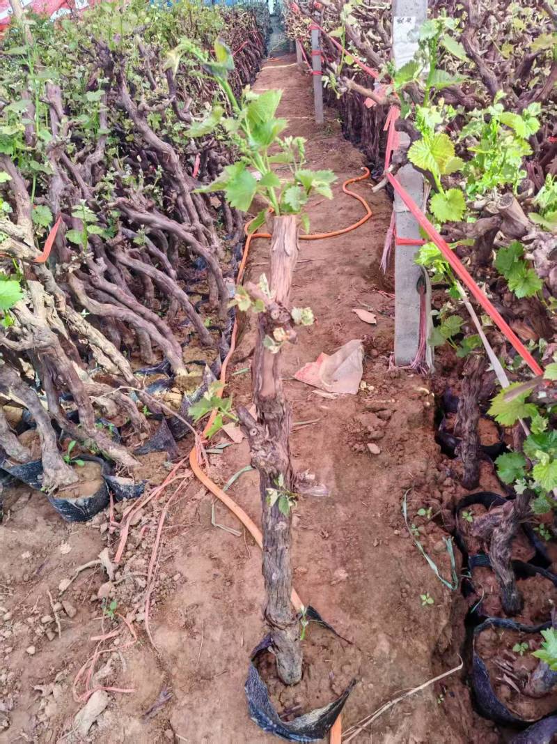 《盆栽葡萄树》河北基地直发保质保量对接全国提供技术指导