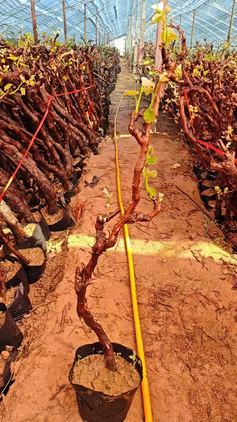 《盆栽葡萄树》河北基地直发保质保量对接全国提供技术指导