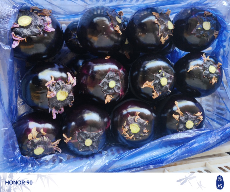 圆茄