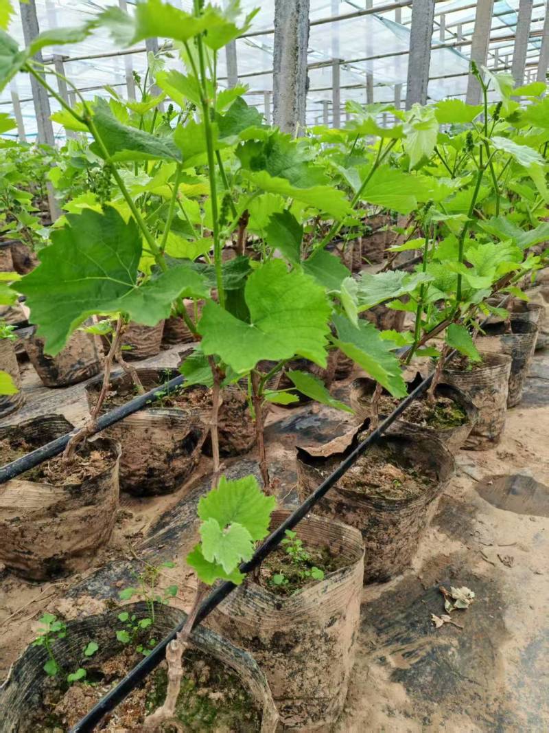 带果盆栽葡萄树葡萄苗基地直发对接全国提供技术指导