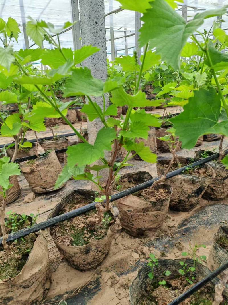 带果盆栽葡萄树葡萄苗基地直发对接全国提供技术指导