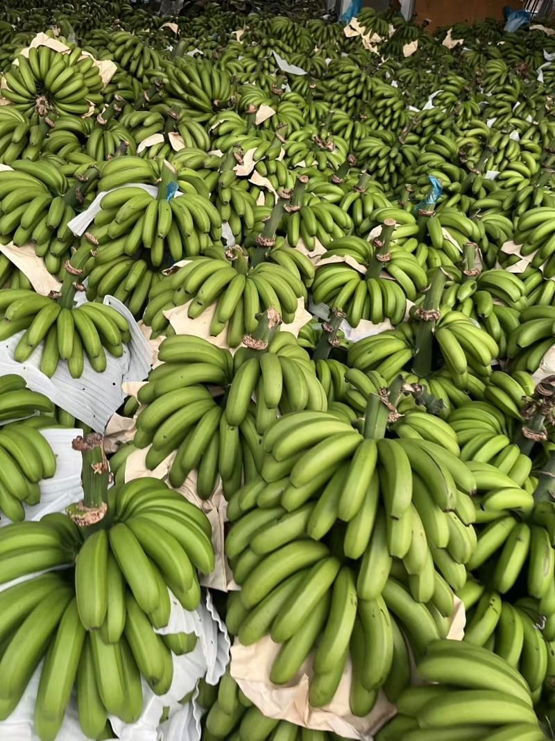 云南高山绿皮香蕉红河州个旧市蔓耗镇果园直供产地源头供应链