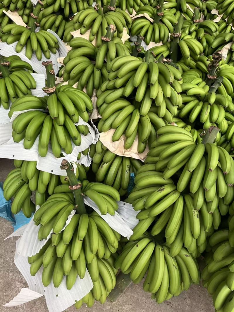 云南高山绿皮香蕉红河州个旧市蔓耗镇果园直供产地源头供应链