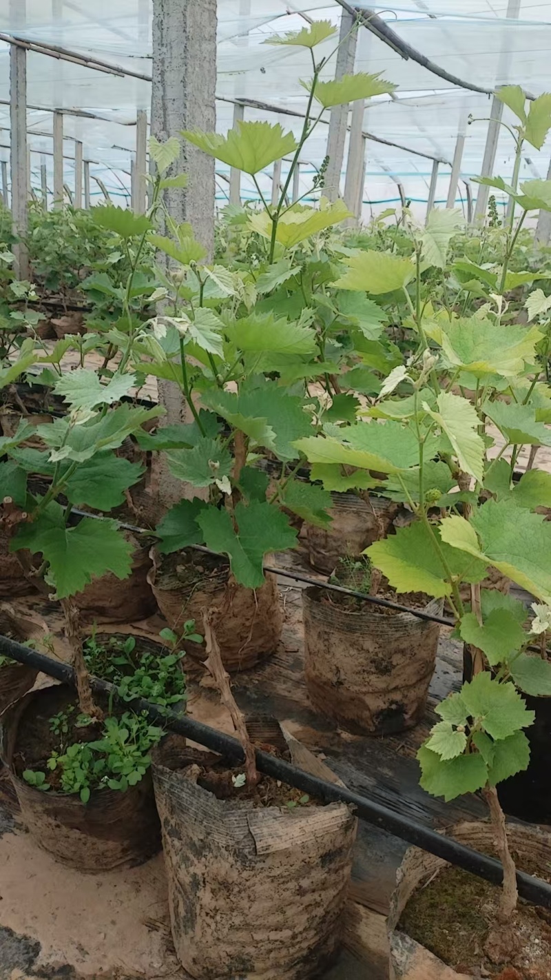 带果盆栽葡萄树葡萄苗基地直发对接全国提供技术指导