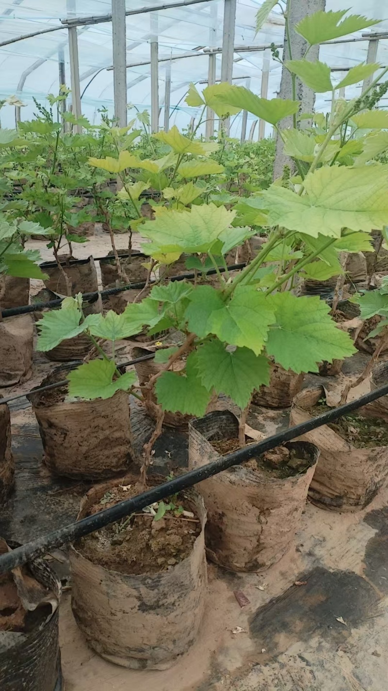 带果盆栽葡萄树葡萄苗基地直发对接全国提供技术指导