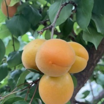 酸脆爽口微黄杏子