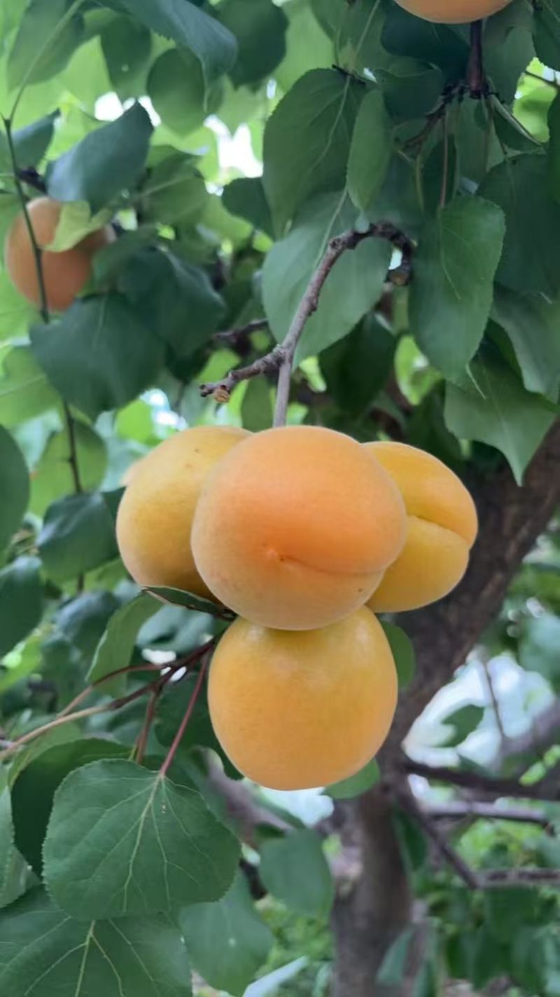 酸脆爽口微黄杏子
