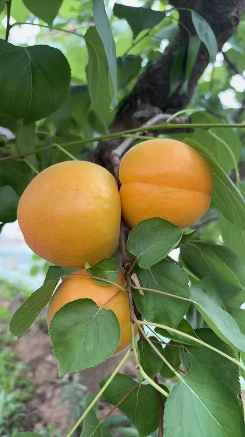 酸脆爽口微黄杏子