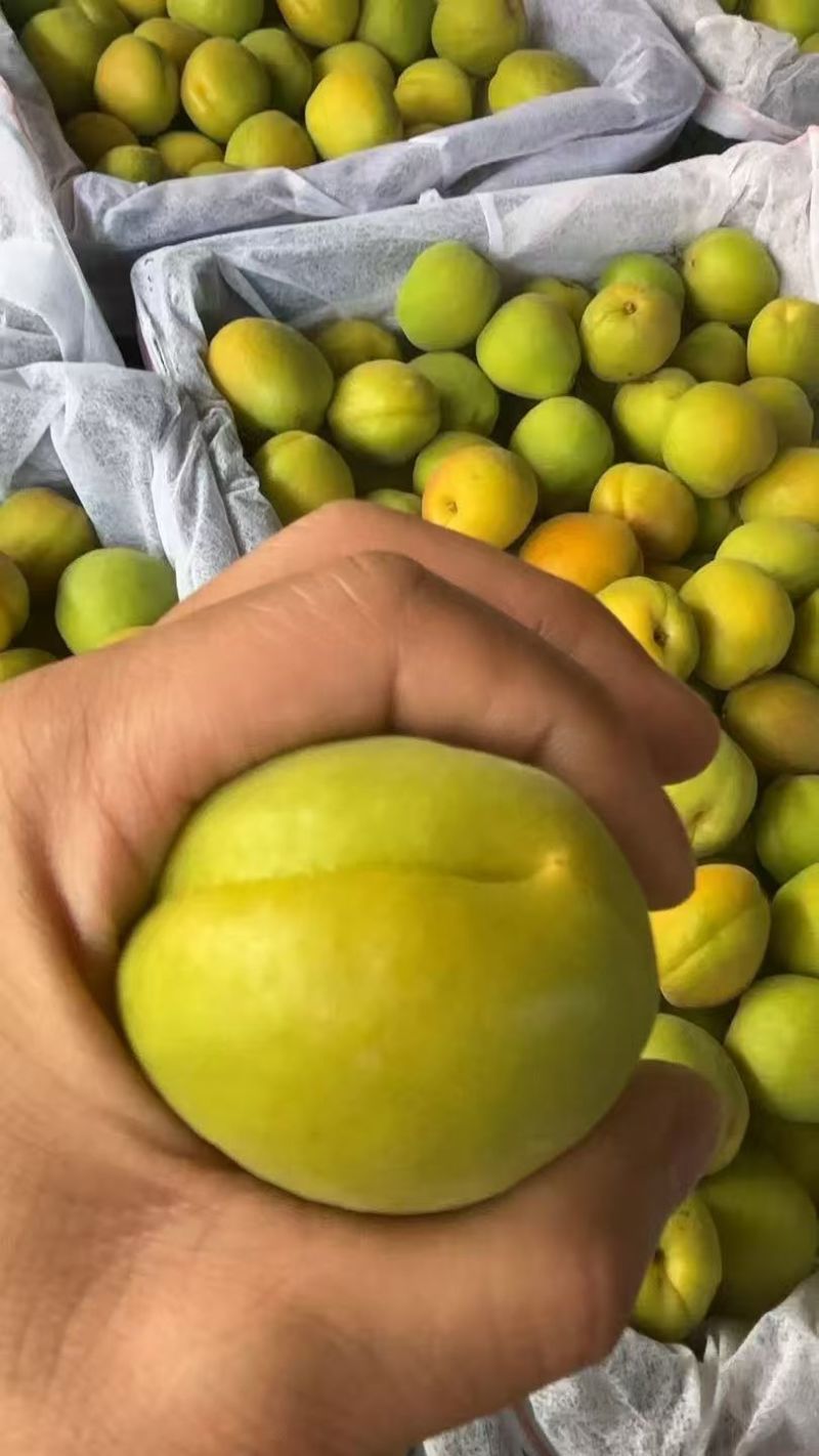 酸脆爽口微黄杏子
