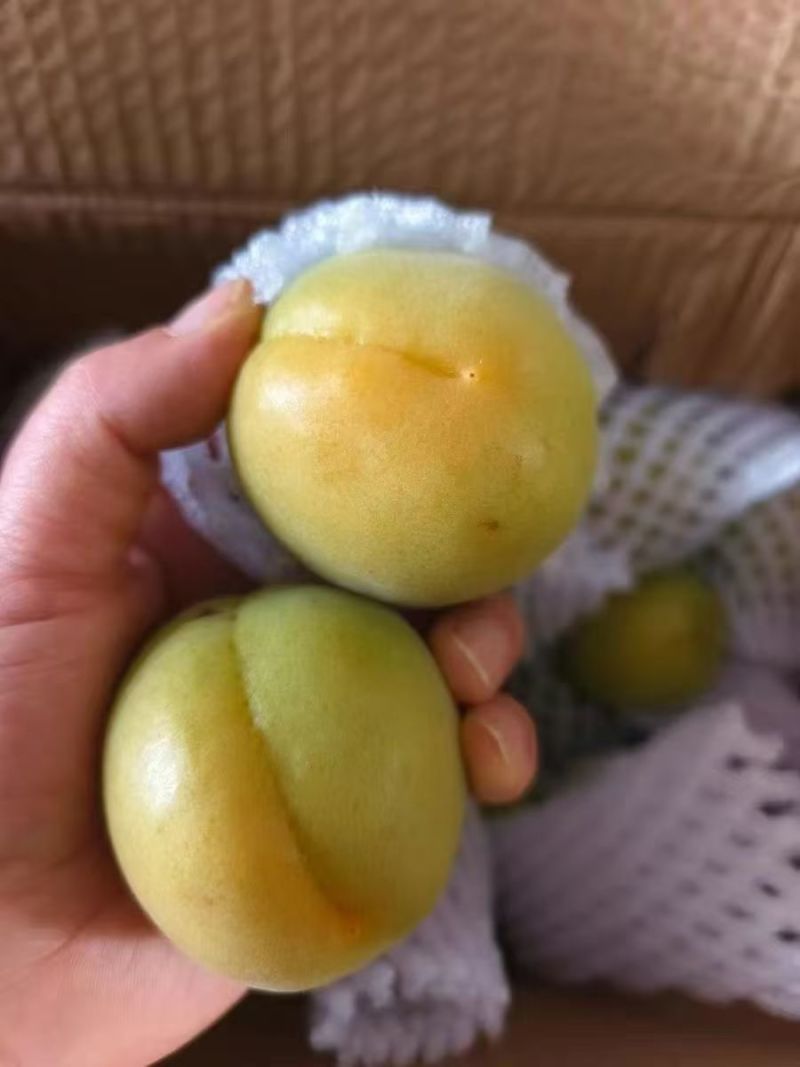 酸脆爽口微黄杏子