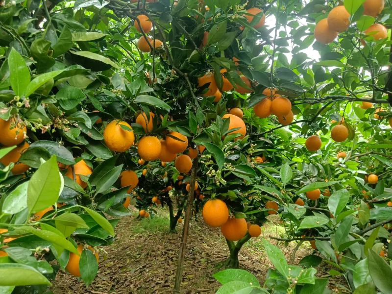 五万斤夏橙大量供应广西产地直发一手货源，量大从优