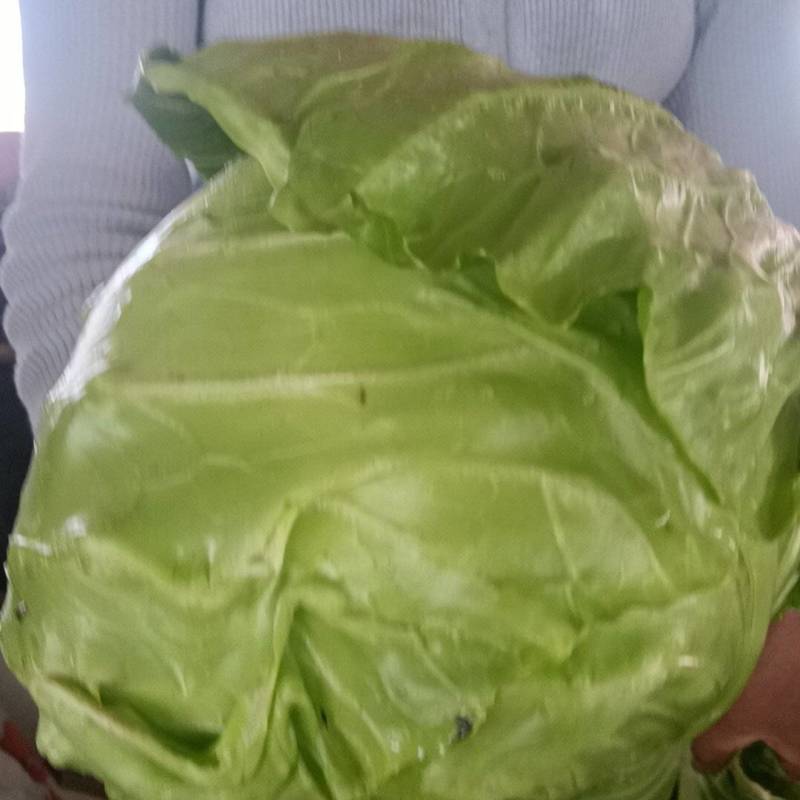 大量批发甘蓝，河北货
