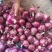 云南元谋洋葱