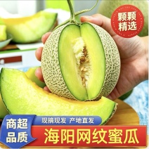《热卖》山东海阳网纹瓜/大量上市/对接全国市场商超
