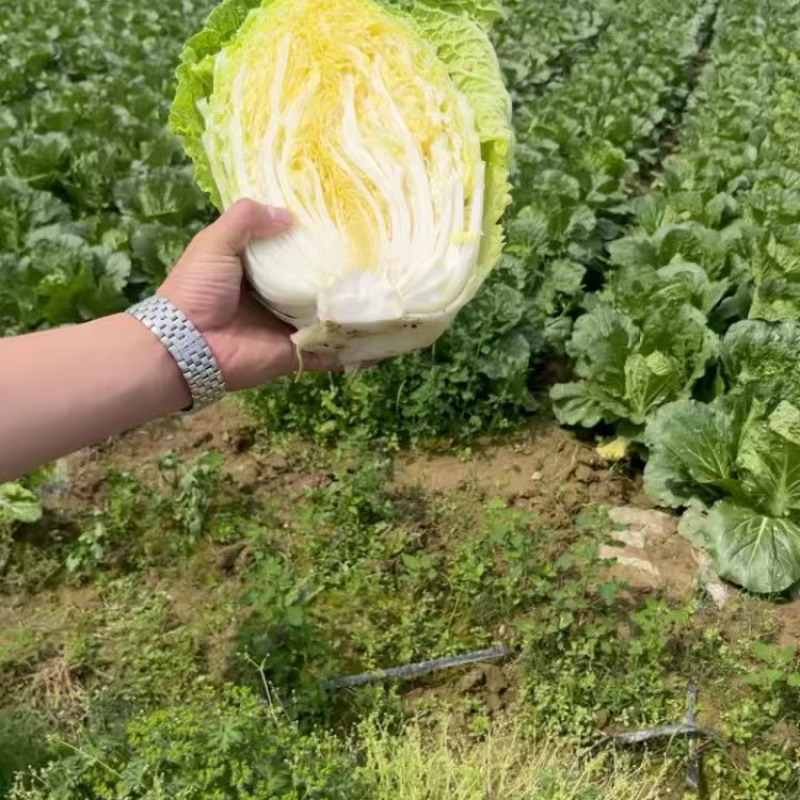 湖北精品黄心白菜大量上市品质保证量大从优一手货源
